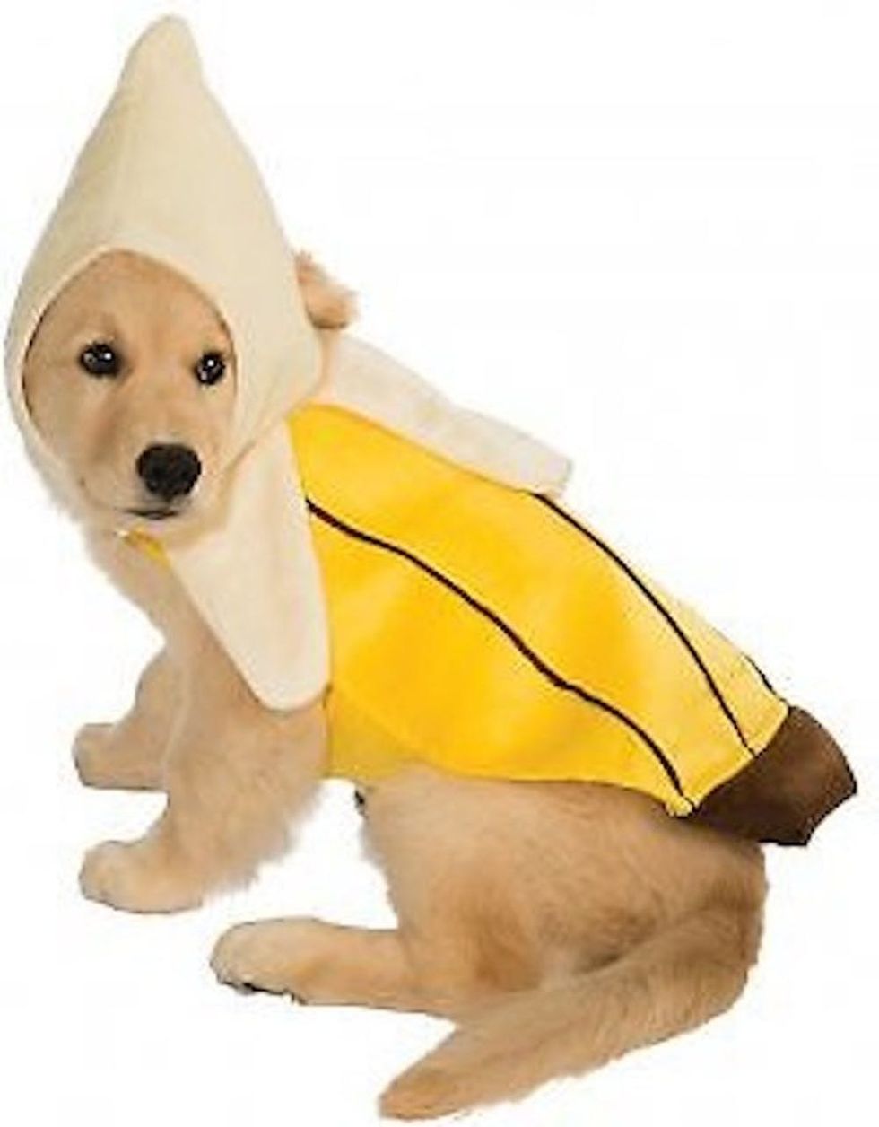 48 Dog Halloween Costume Ideas Brit + Co Brit + Co