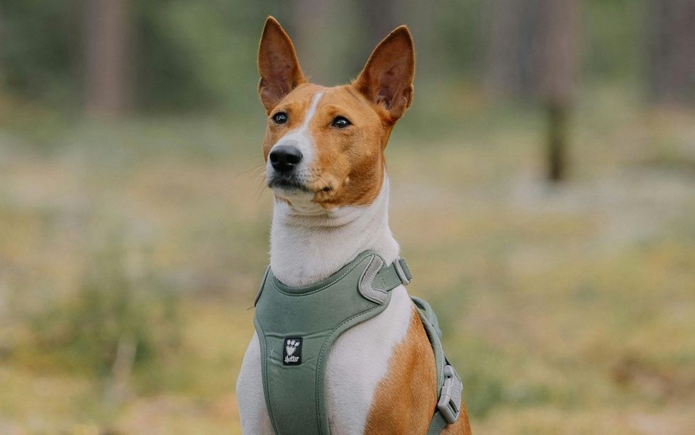 Basenji