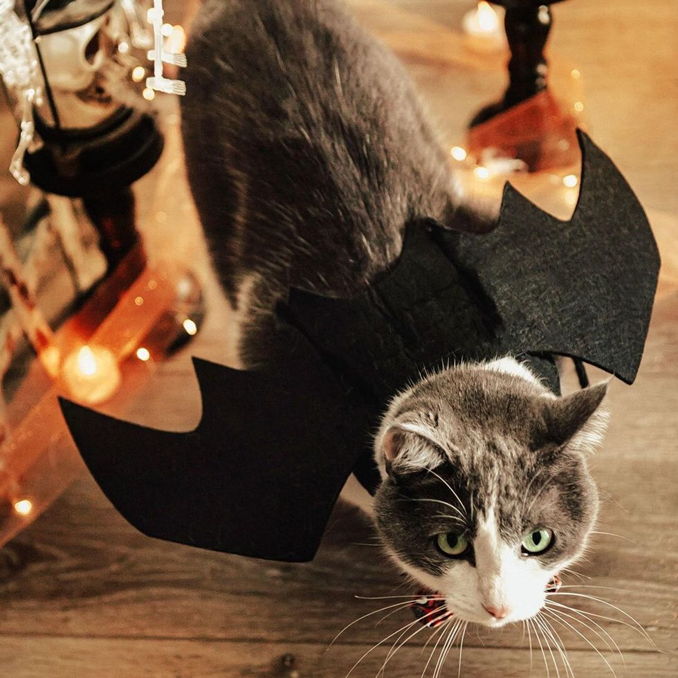 bat cat pet halloween costume