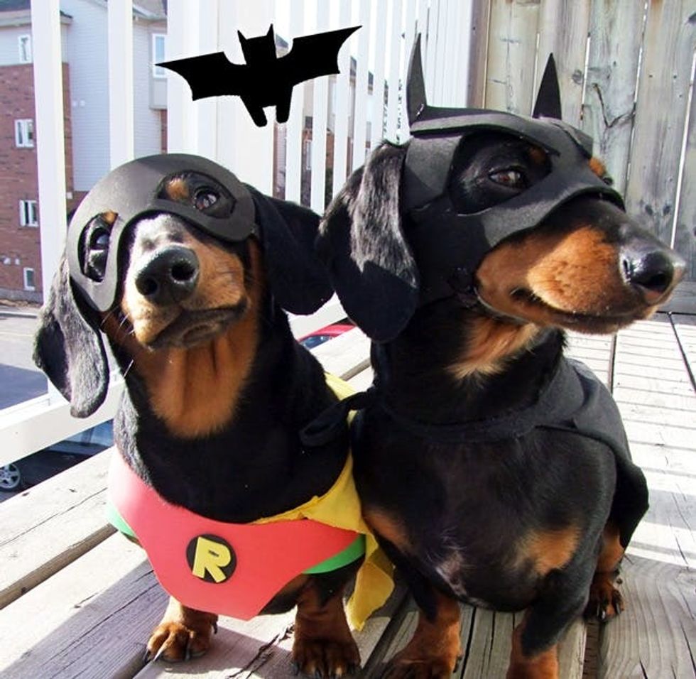 Batdog and Robin