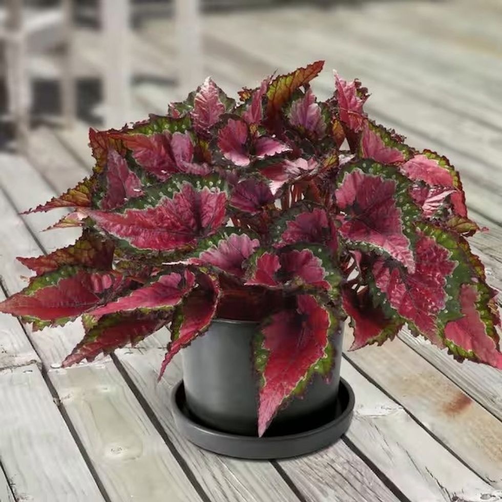 Begonia Rex