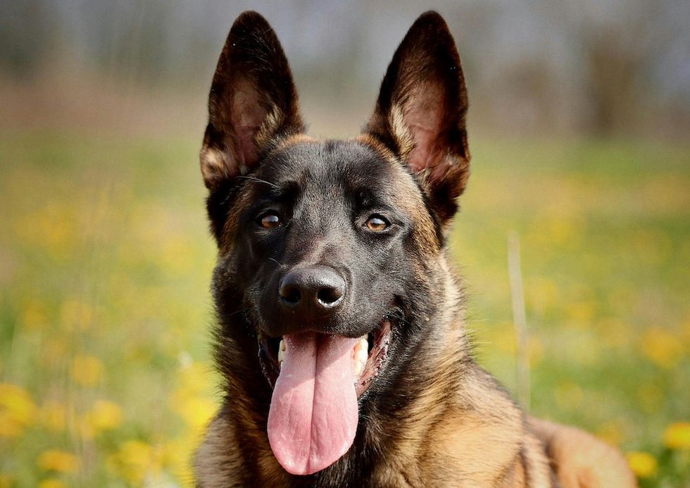 Belgian Malinois