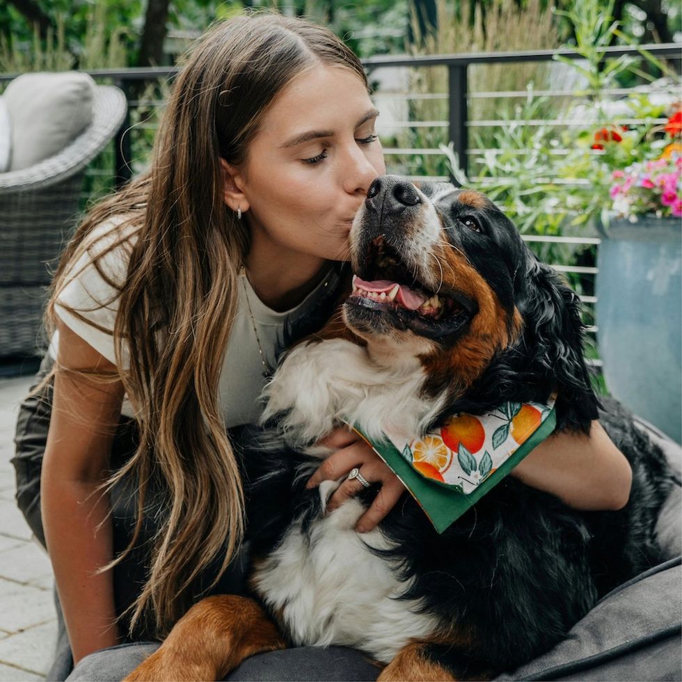 Bernese Mountain Dog