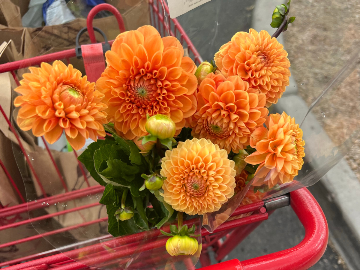 Best Trader Joe's Fall Flowers & Plants