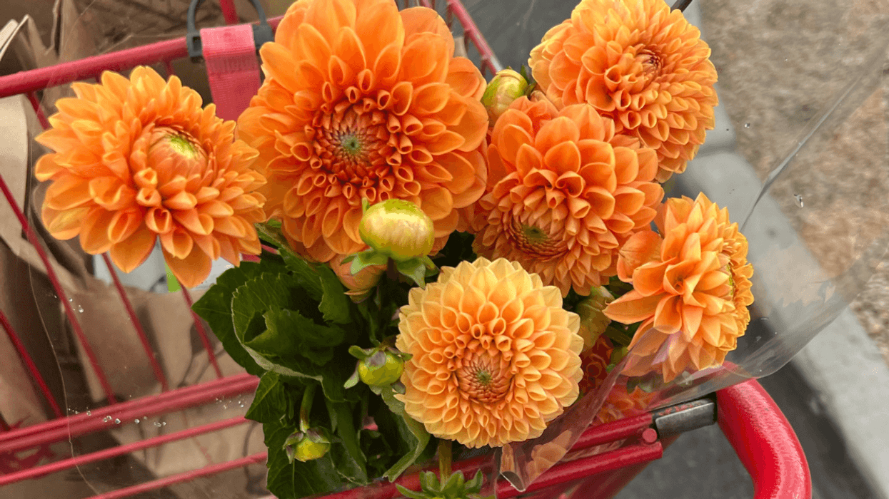 Best Trader Joe's Fall Flowers & Plants