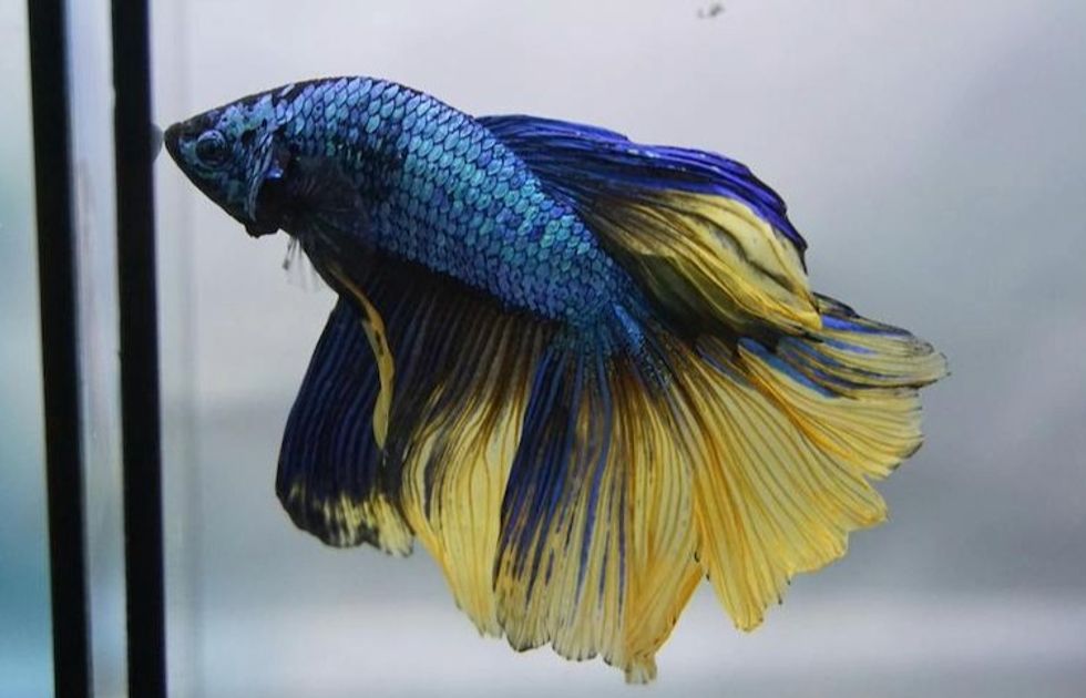 betta fish