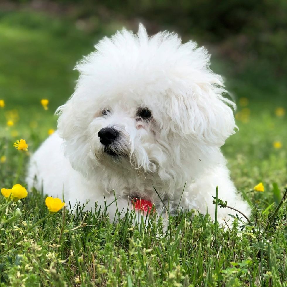 Bichon Frise
