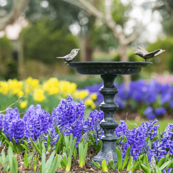 bird bath