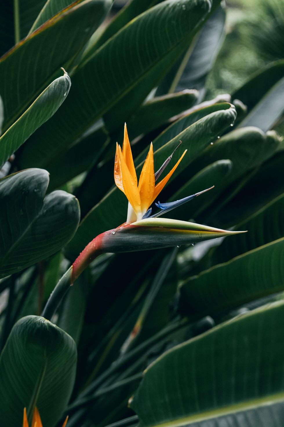 Bird of Paradise flowers for mothers day Aquarius