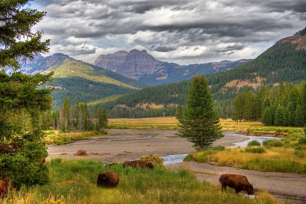 Bison in Yellowstone National Park