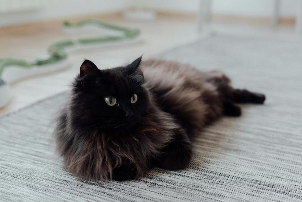 black fluffy cat