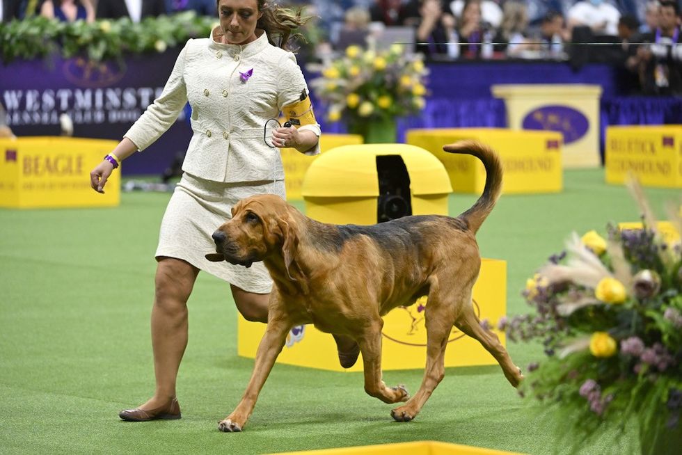 Bloodhound