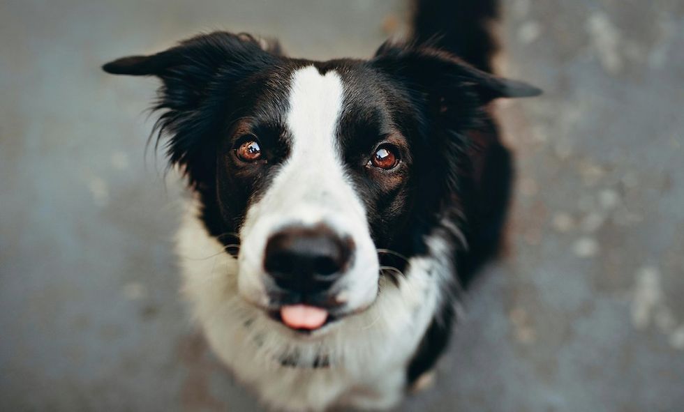 Border Collie