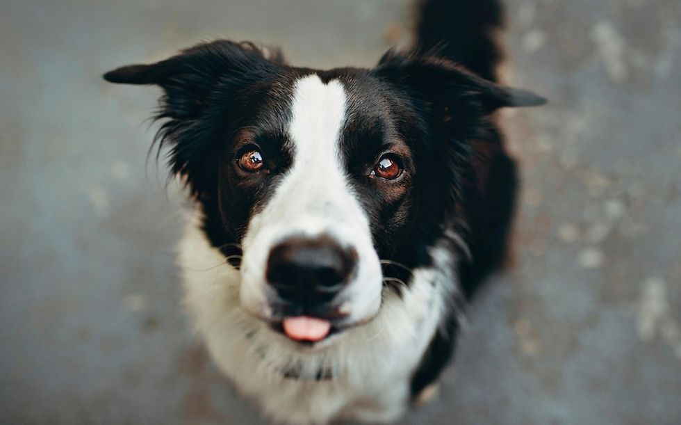 Border Collie