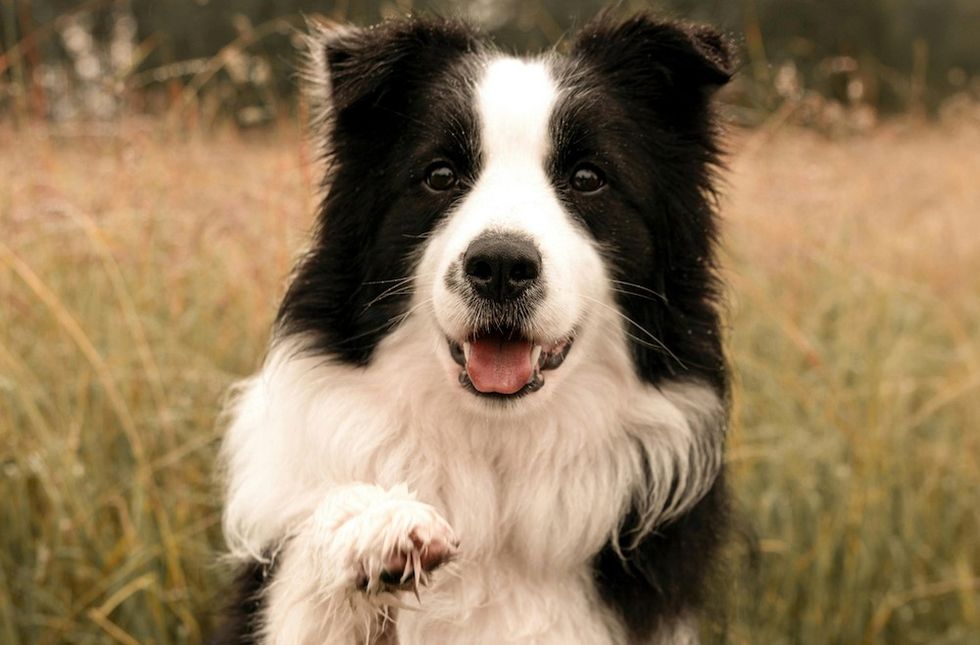 Border Collie