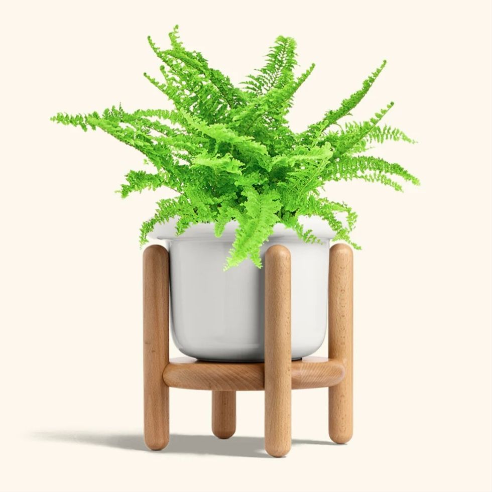 Boston Fern