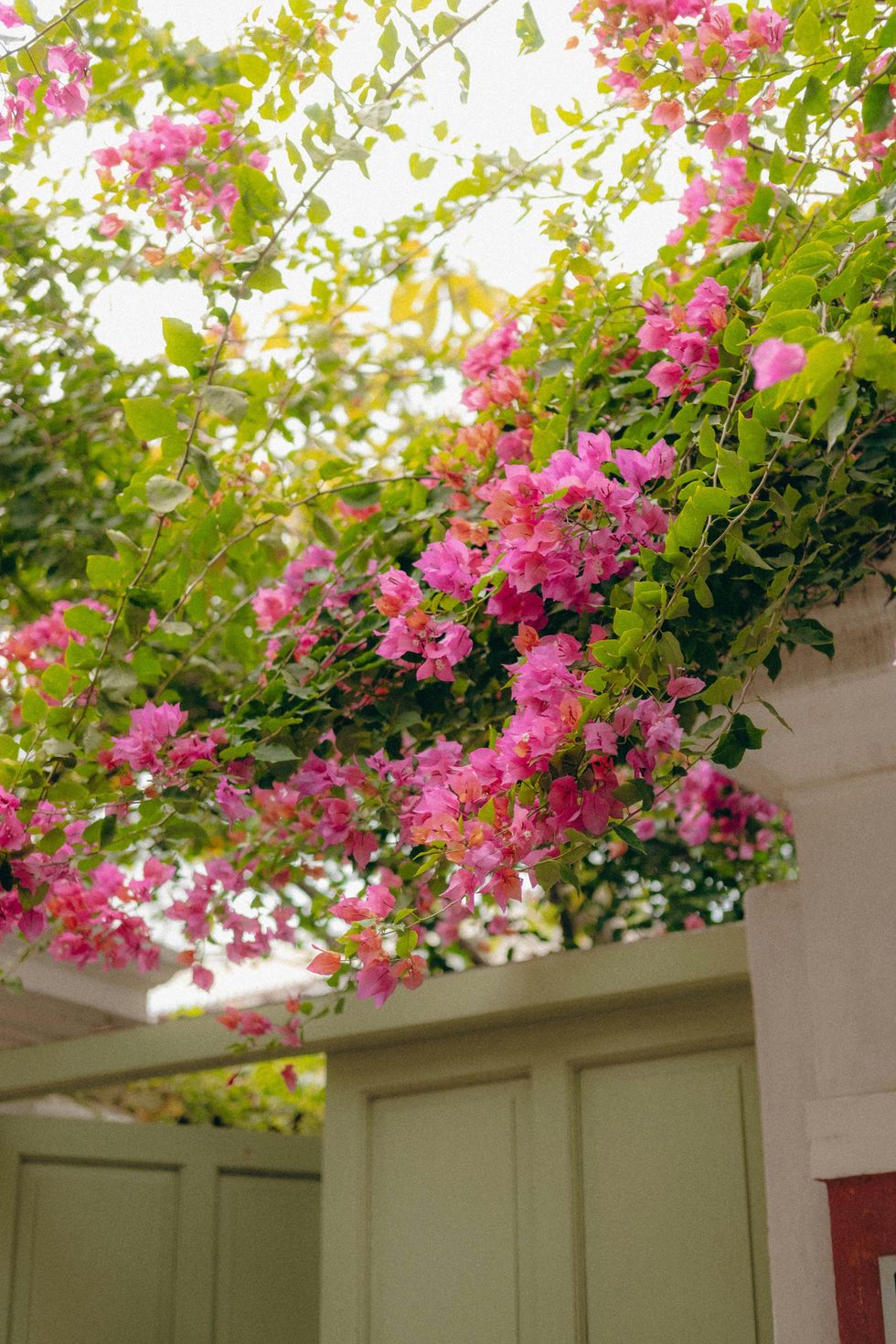 Bougainvillea