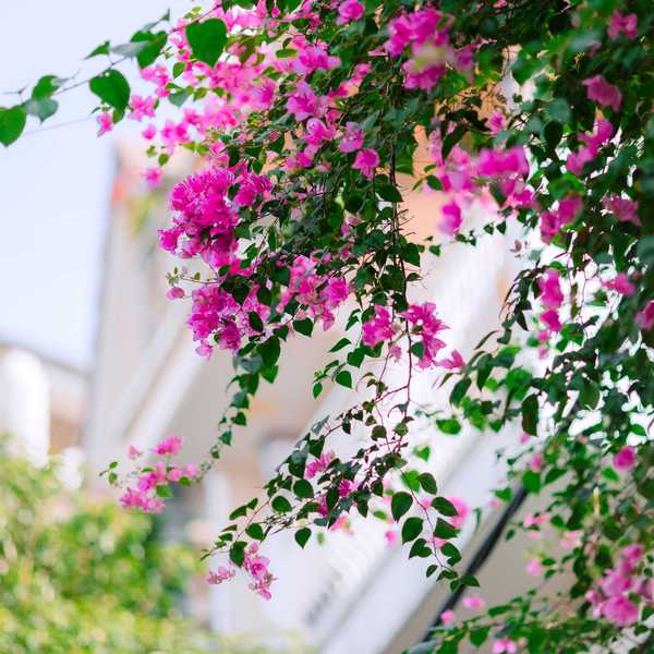bougainvillea
