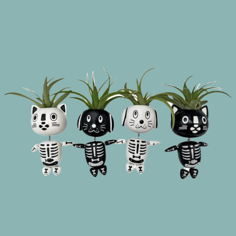 Bow Wow & Meow Tillandsia Planters