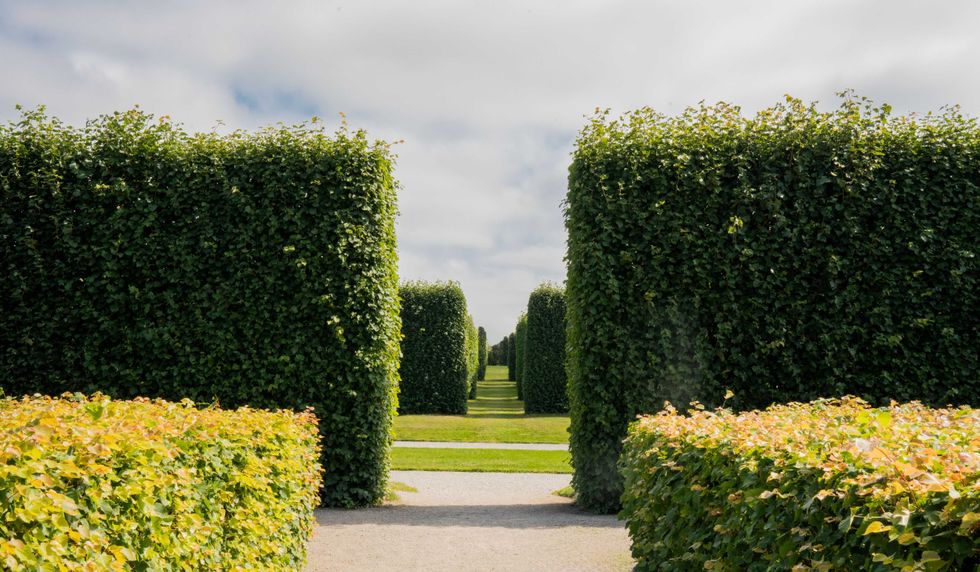 Boxwood Hedges