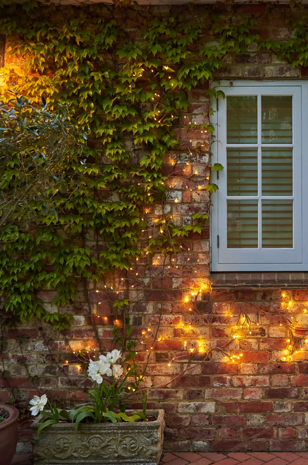Brick wall with ivy, window, string lights, and potted white flowers.