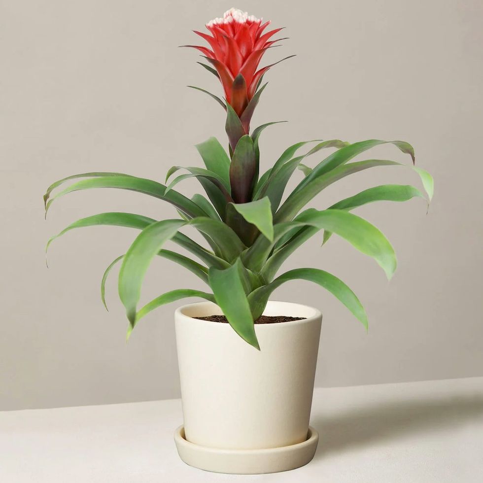 Bromeliad Plant