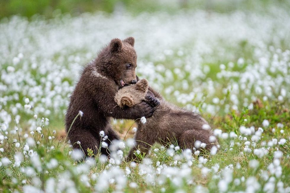 Brown bear cubs playing on the field among white flowers. Summer season. Scientific name: Ursus arctos.