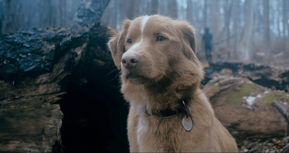 Brown dog in a misty forest with fallen logs and a blurred figure in the background.