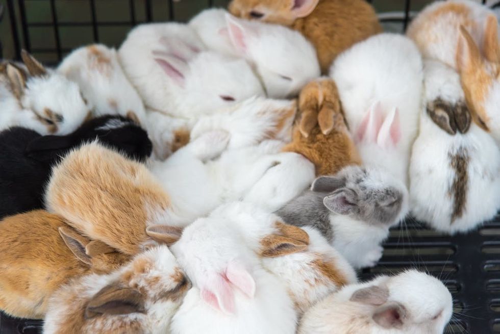 Bunnies huddled together in a cage.