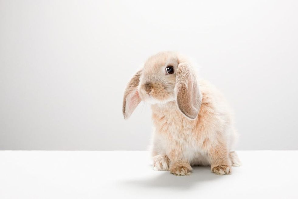 Bunny sitting in front of a white background. 