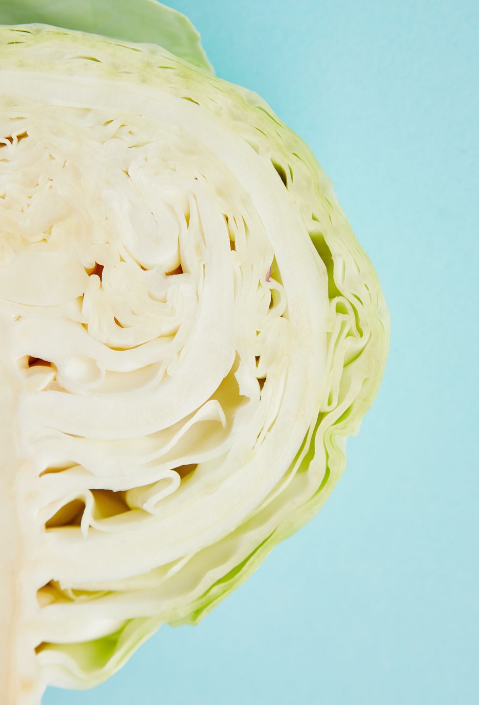 Cabbage close up on a light blue background