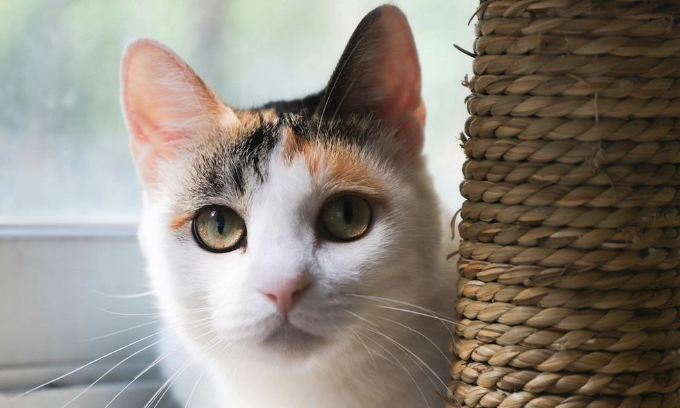 calico cat