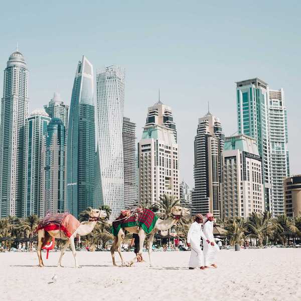 Camels on a sandy beach with Dubai skyscrapers in the background.