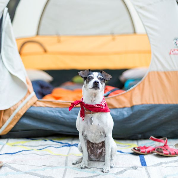 camping with dog best camping gear