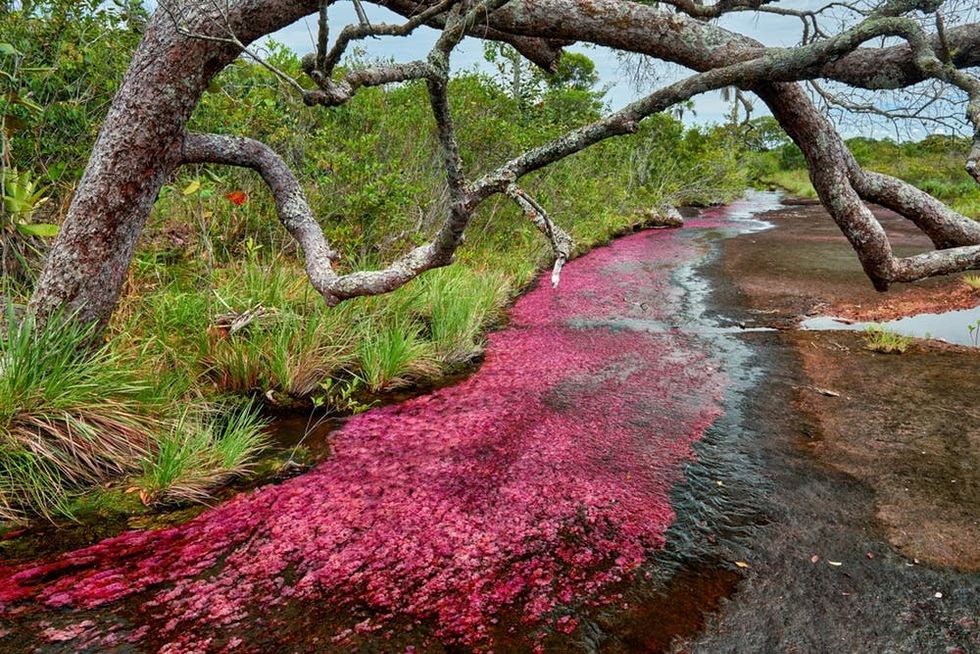 Cano Cristales, Colombia