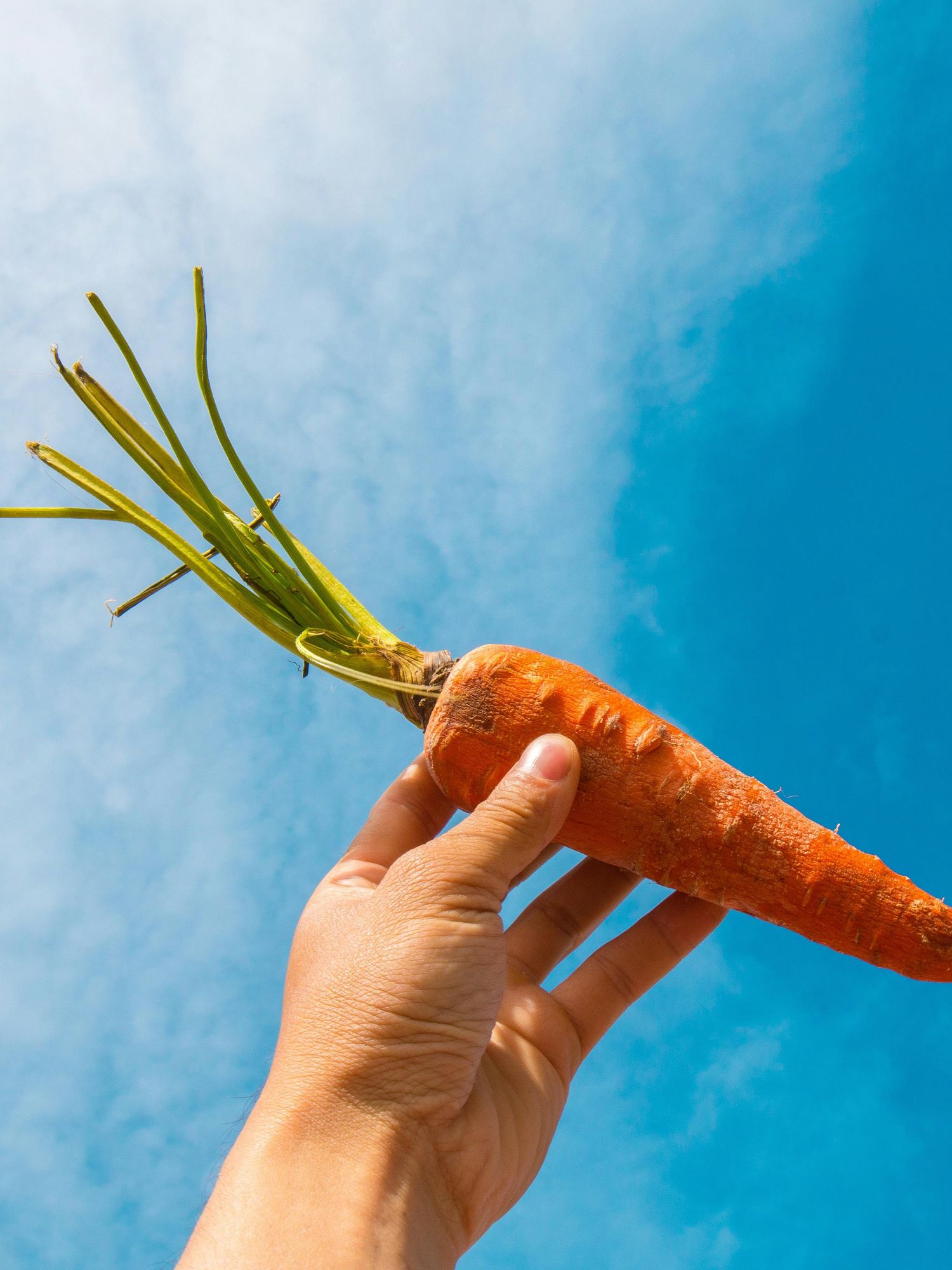 Carrots Produce In Season For April 2024