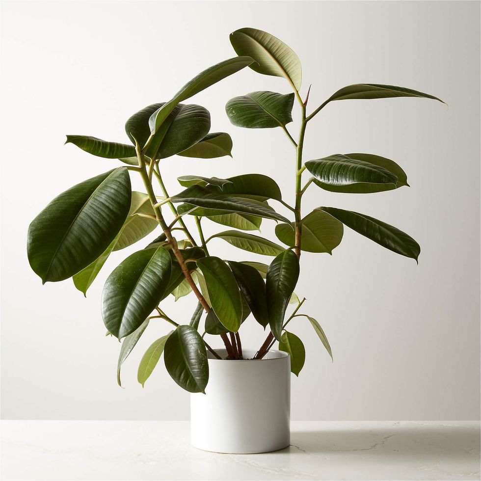 CB2 Live Ficus Elastica Rubber Plant