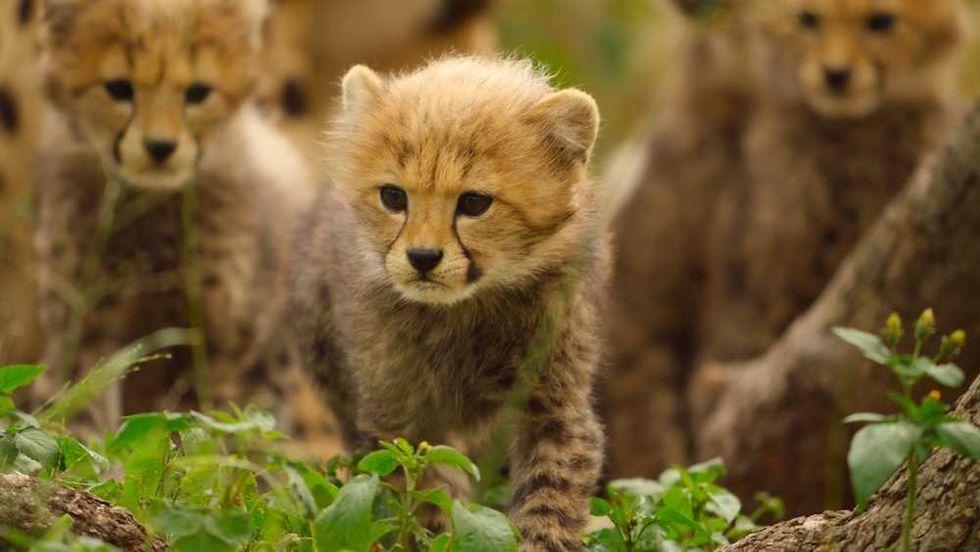 Cheetah cubs exploring their surroundings in lush greenery.