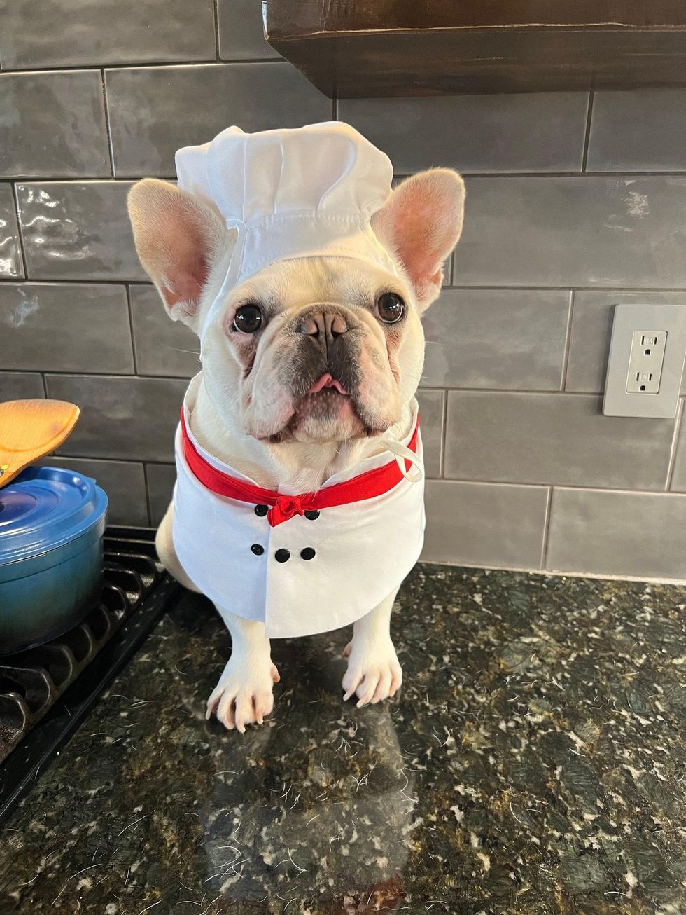 chef costume for dogs
