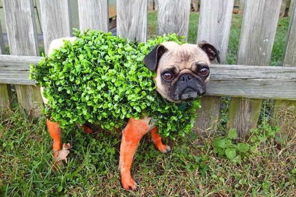 chia pet costume