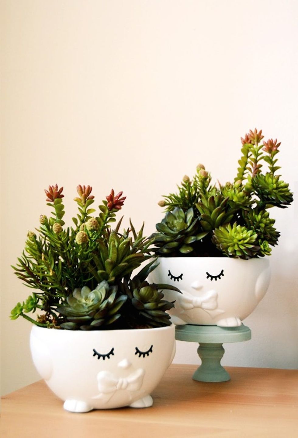 chia succulent plant heads