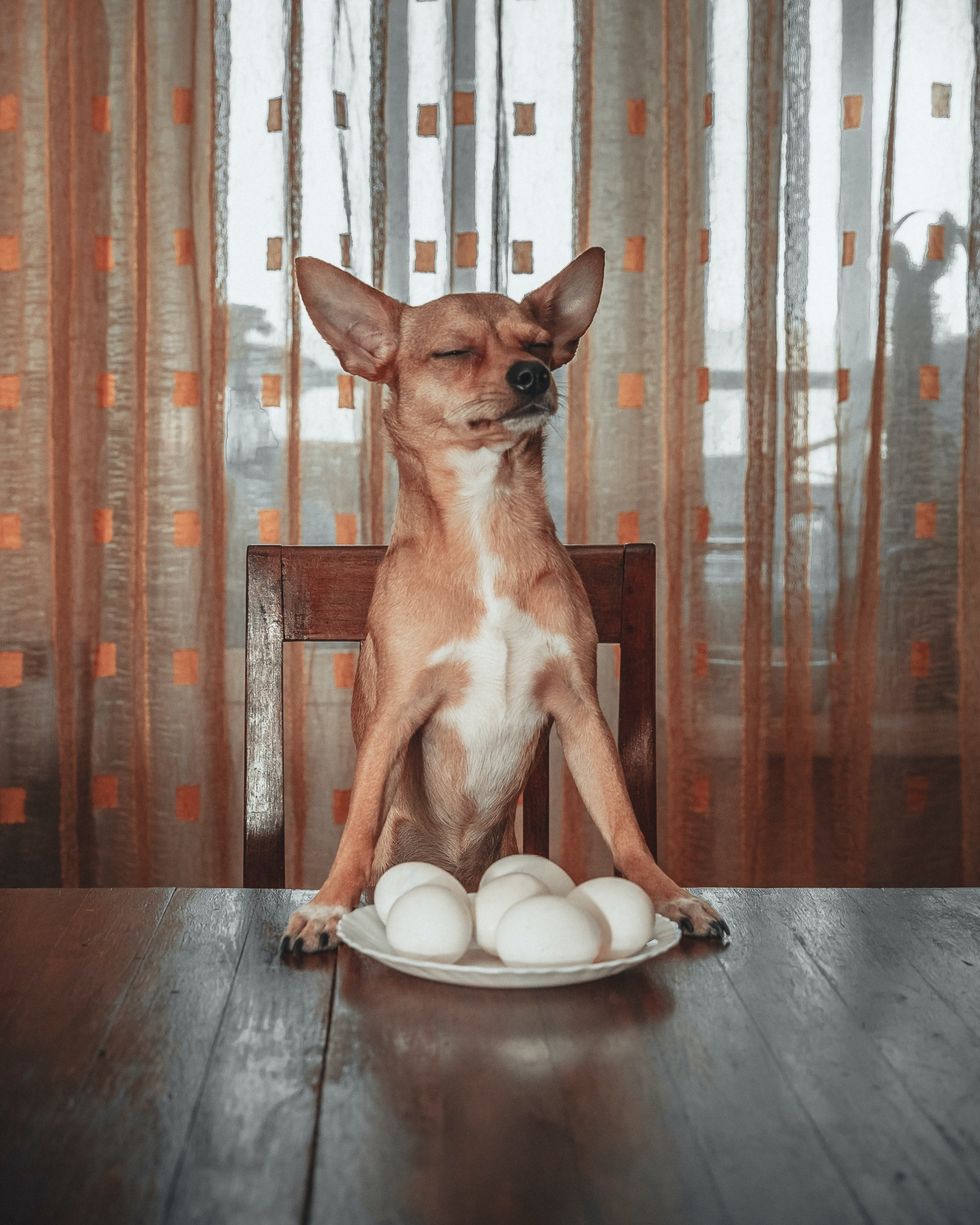 chihuahua with a plate of boiled eggs on a table