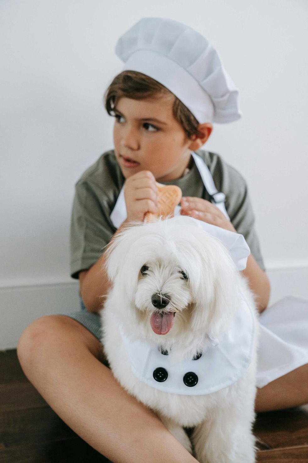 Child in chef hat brushes fluffy white dog dressed as baker, sitting on floor.