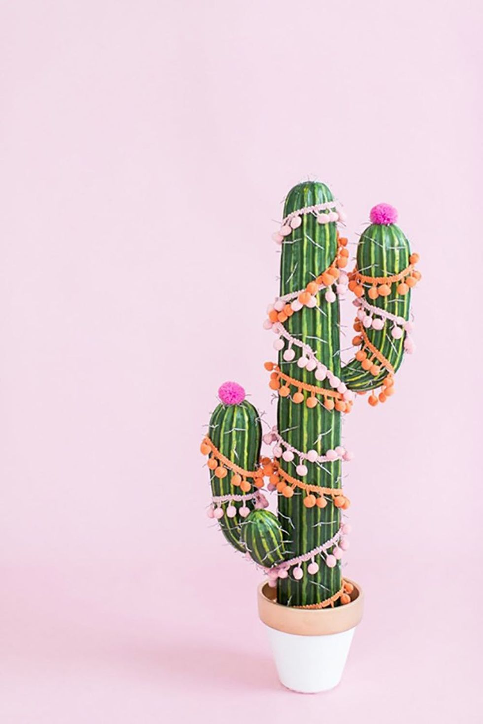 Christmas Tree Cactus
