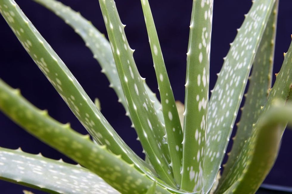 Close-up portrait of an aloe vera plant.