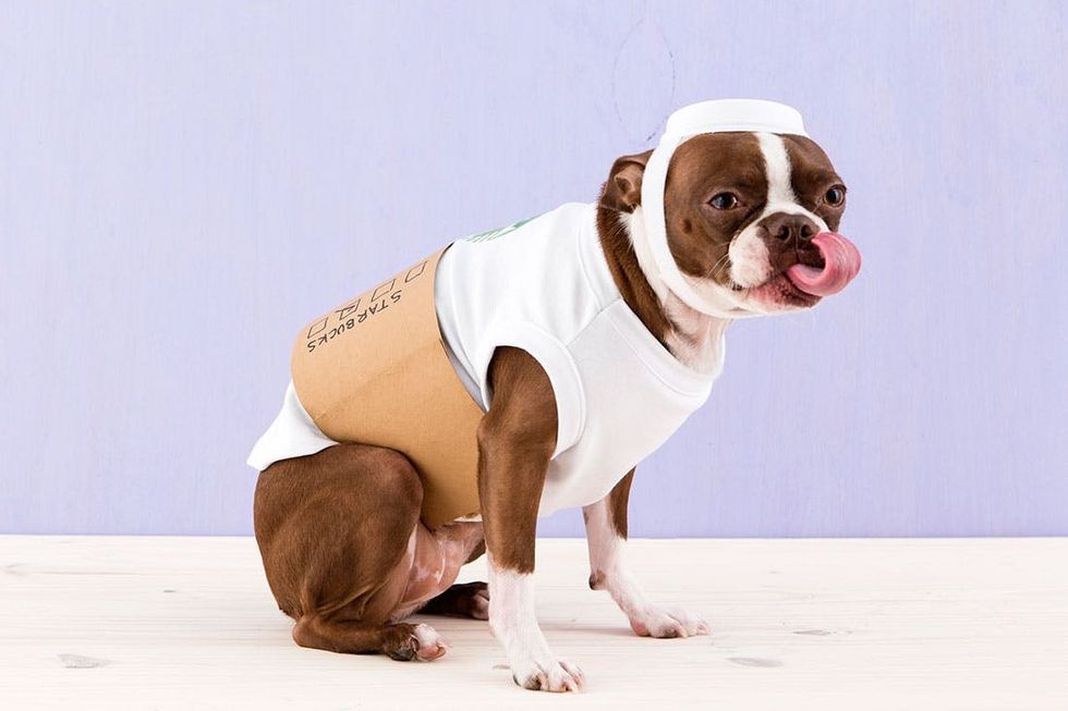coffee halloween dog costume