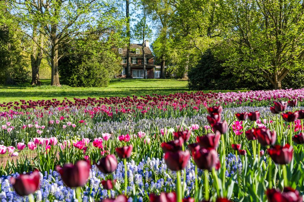 Colorful tulip garden with a brick house in the background, surrounded by lush green trees.