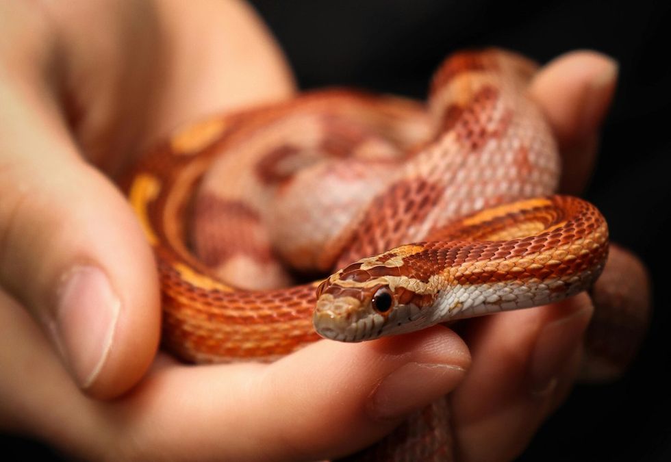 corn snakes