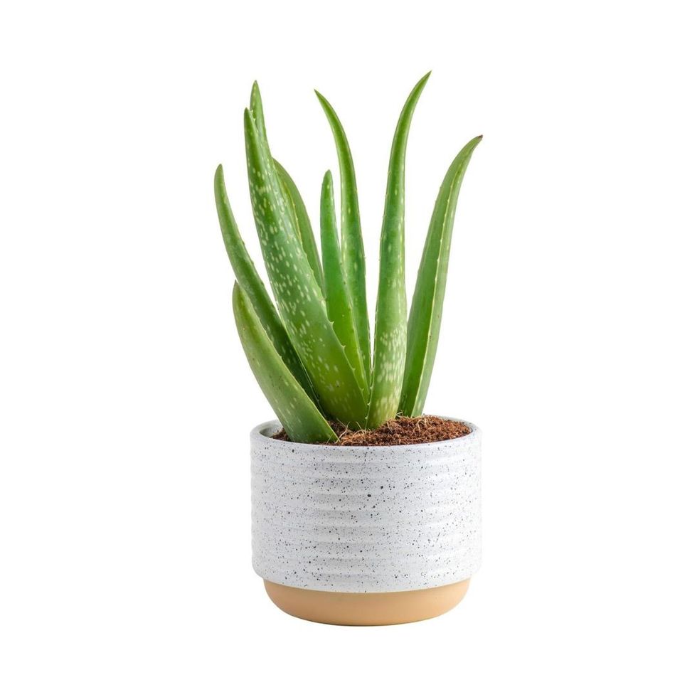 Costa Farms Aloe Vera, Live Succulent Plant