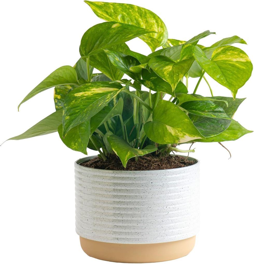 Costa Farms Golden Pothos Live Plant